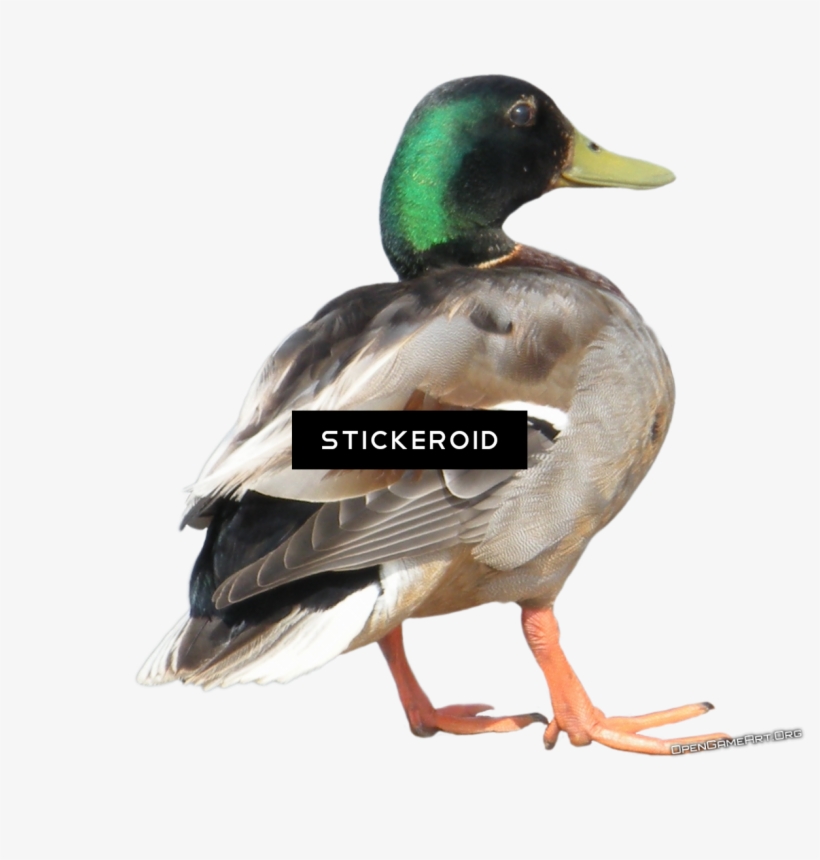 بطة Png صور بطة - Duck, transparent png