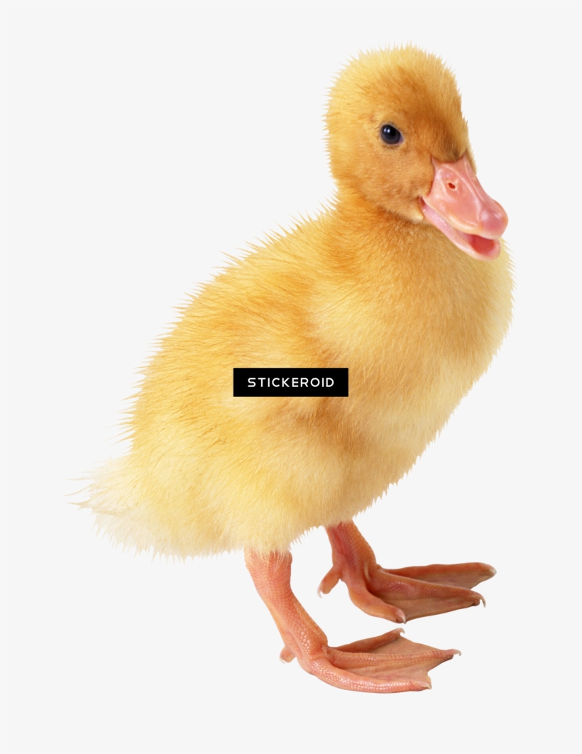 بطة بطة - Transparent Background Yellow Duck, transparent png