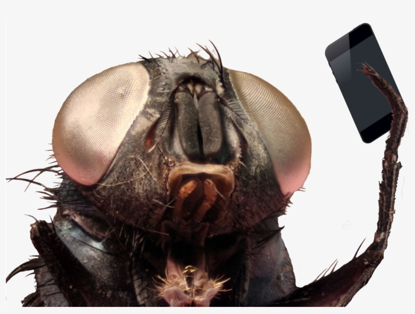 27 Mar - Close-up, transparent png