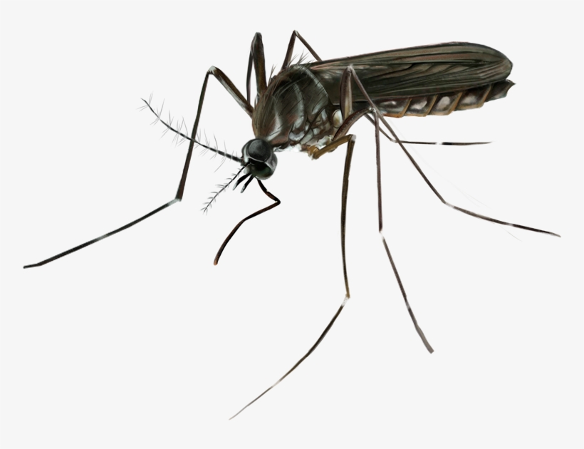 Thank You - Mosquito, transparent png