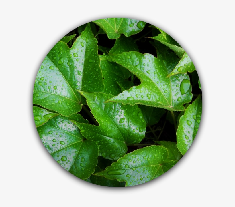 Ivy Leaf - Grün-blätter Case-mate Iphone 4 Hüllen, transparent png
