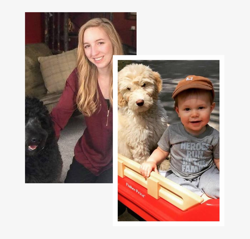 Goldendoodles Minnesota - Minnesota, transparent png