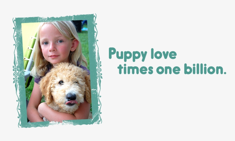 Puppy Love Times One Billion / Labradoodle Puppies - Puppy, transparent png