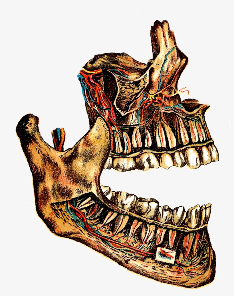 I Think This Vintage Human Jaw Bone And Circulatory - Human Teeth, transparent png