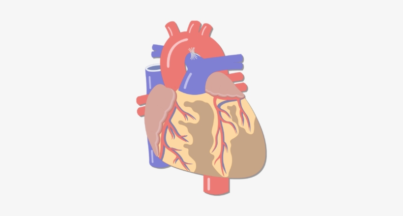 Anterior View Of The Coronary Arteries Of The Heart - Heart Major Blood Vessels, transparent png