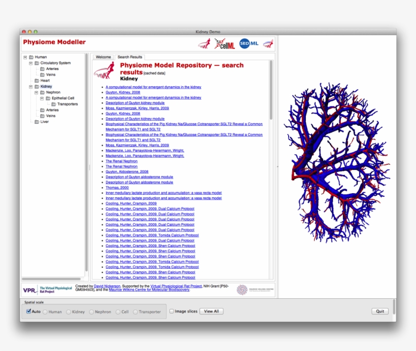 Images/renal-vasculature - News, transparent png