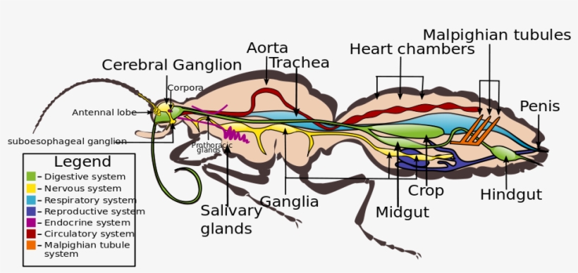 Lepidoptera Wikiwand Circulatory System - Organ System Of A Butterfly, transparent png