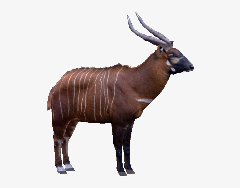 Bongoroyf, transparent png