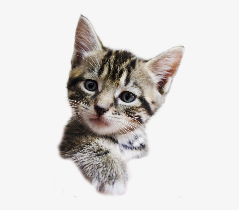 Kittens Transparent Background Vector Black And White - Kittens Transparent Background, transparent png