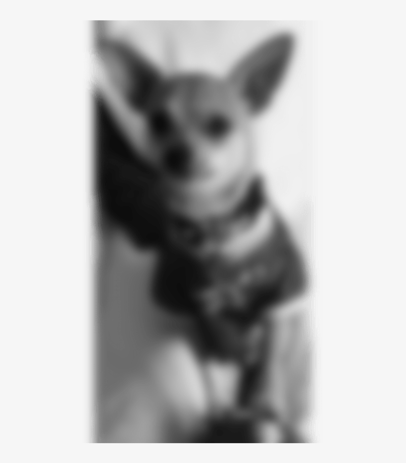 Kitten, transparent png