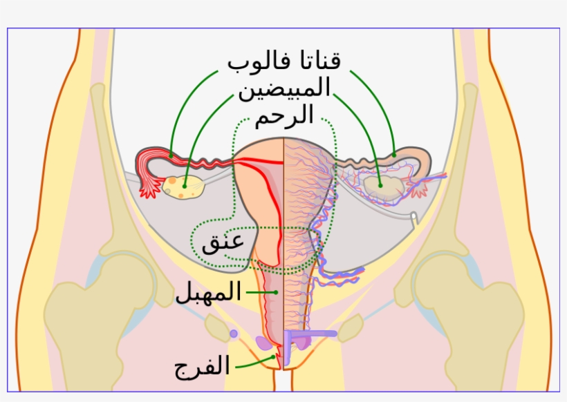 Crack - Visual Arts, transparent png