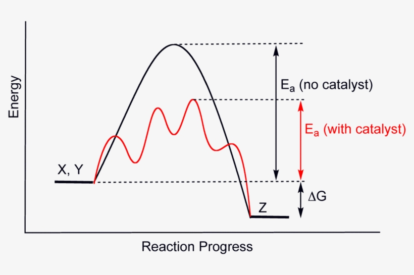 File - Catalysisscheme - Do Enzymes Speed Up Chemical Reactions, transparent png