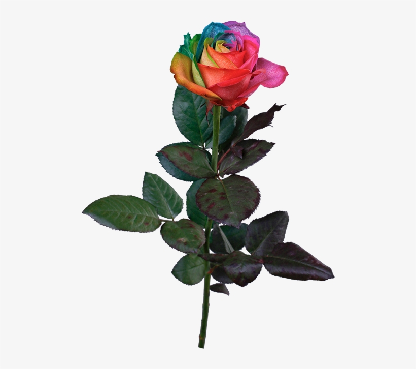 Floribunda, transparent png