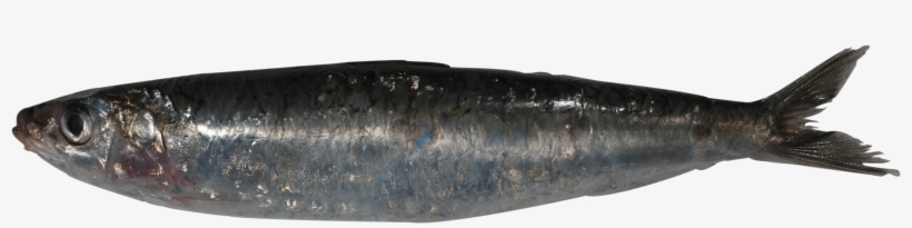 Sardine Png, transparent png