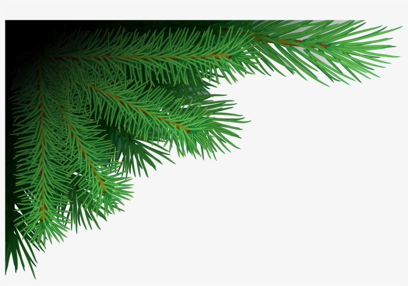 Tree Branches Png Image Free Download Searchpng - Christmas Tree, transparent png