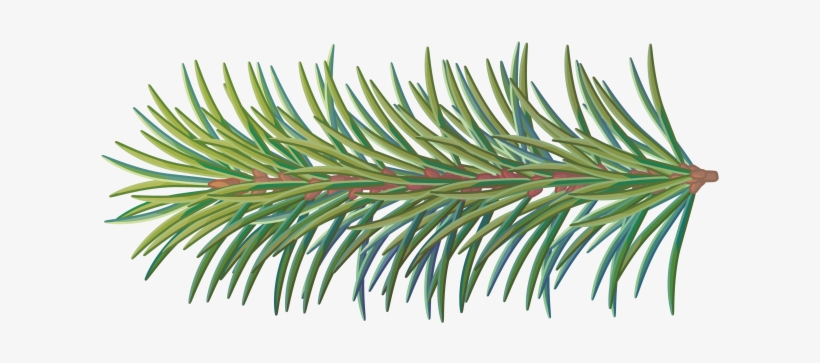 Pine Tree Branch - Portable Network Graphics, transparent png