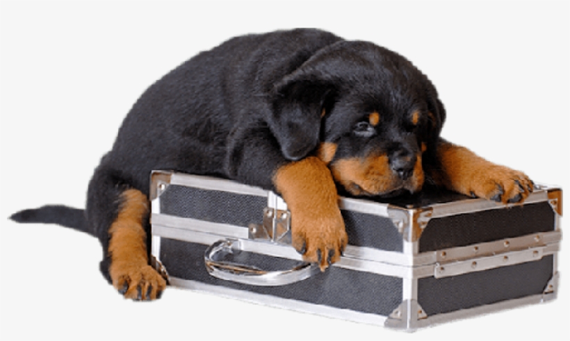 Black Puppy With Case Png - Puppy Ruth Wheeler Dog, transparent png