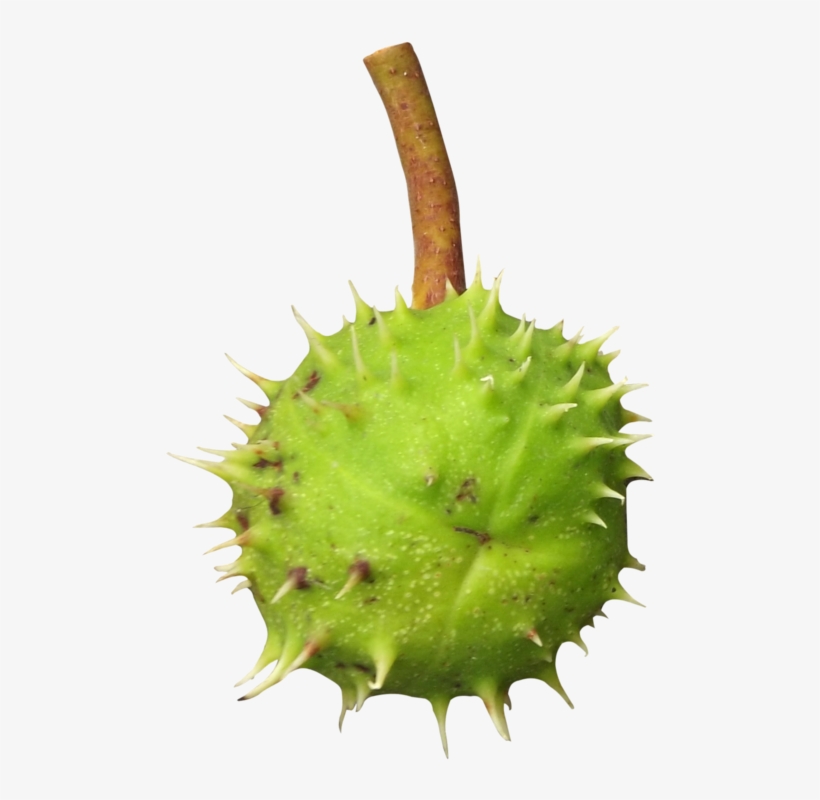Chestnut Png Transparent Image - Thorns, Spines, And Prickles, transparent png