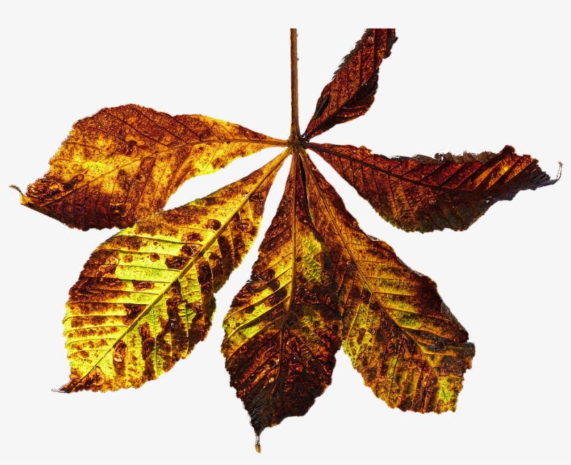 Leaf, Autumn Leaf, Fall Color, Chestnut, Chestnut Leaf - Kastanie Blatt Png, transparent png
