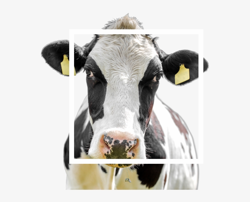From The Impact Of Dairy Market Volatility - Dairy Cow, transparent png