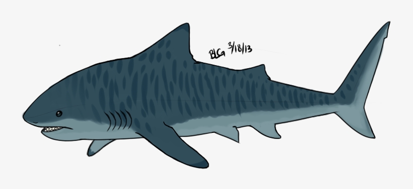Cartoon Picture Of Tiger Shark, transparent png