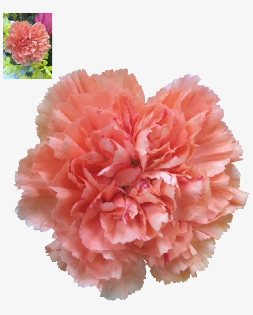 Carnation Png, transparent png
