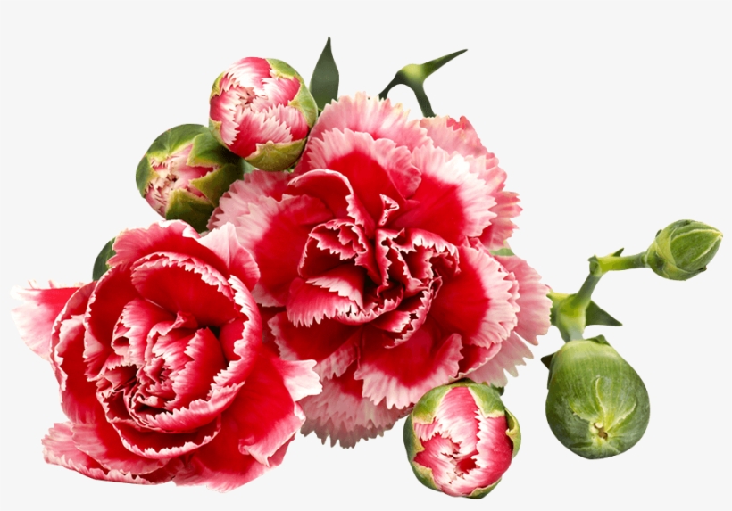 Carnations - Garofano Fiore Dei Morti, transparent png
