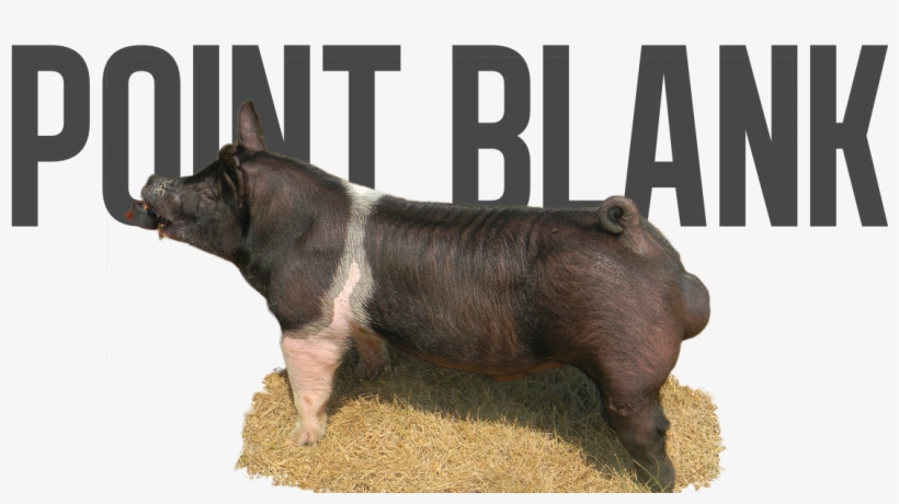 Point Taken X Unreal - Wild Boar, transparent png