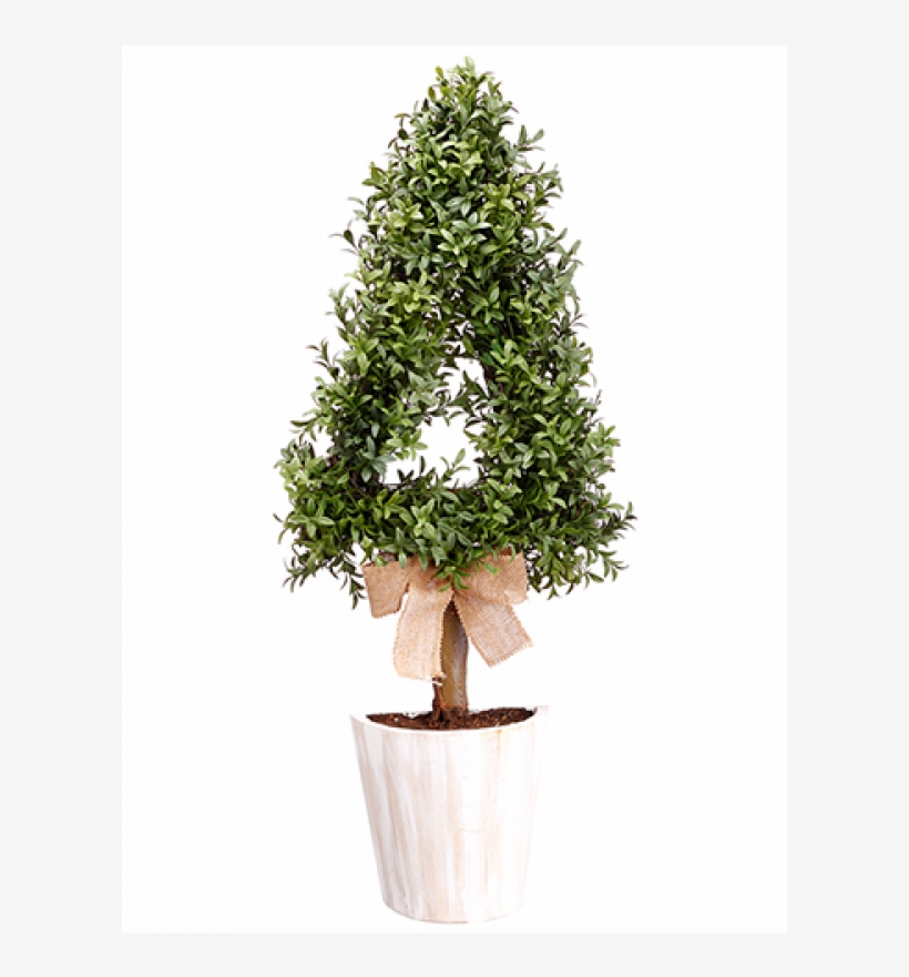 30" Cone-shaped Boxwood Wall Topiary In Pot Green - Flowerpot, transparent png