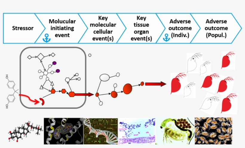 The Adverse Outcome Pathway Framework And Multi Bio - Diagram, transparent png
