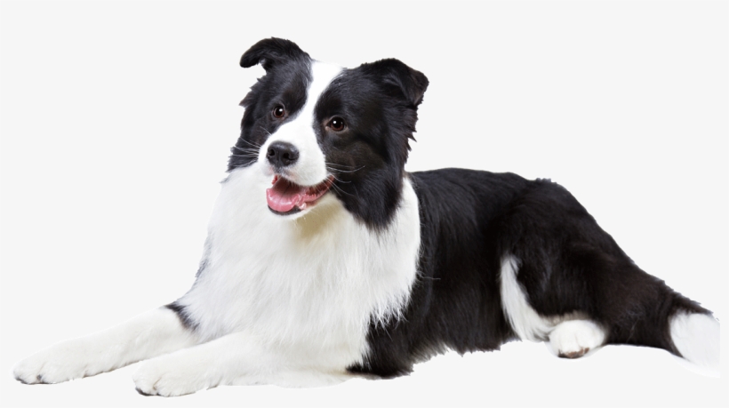 Clip Art Dog Breed Information Famil - Border Collie Transparent Background, transparent png