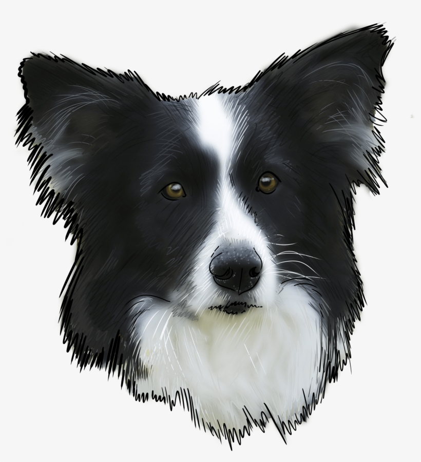 68 Why Are You A Border Collie - Fehlt Hundekalender 2018 Border Collie, transparent png