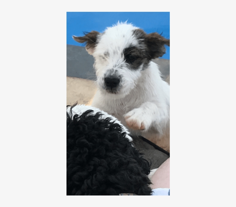 Medium Female Border Collie Mix Dog In Vic - Parson Russell Terrier, transparent png