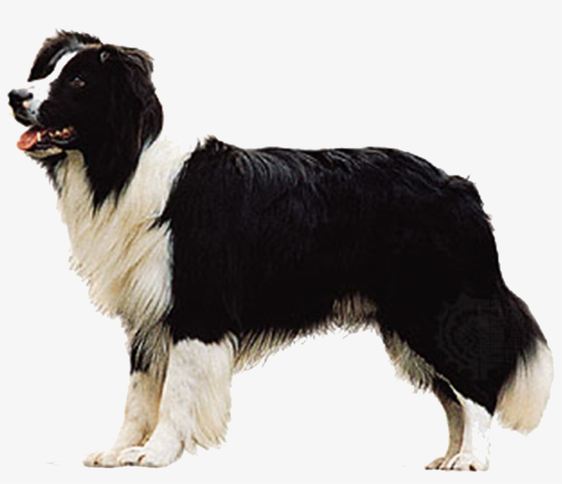 Border Collie Dog, transparent png