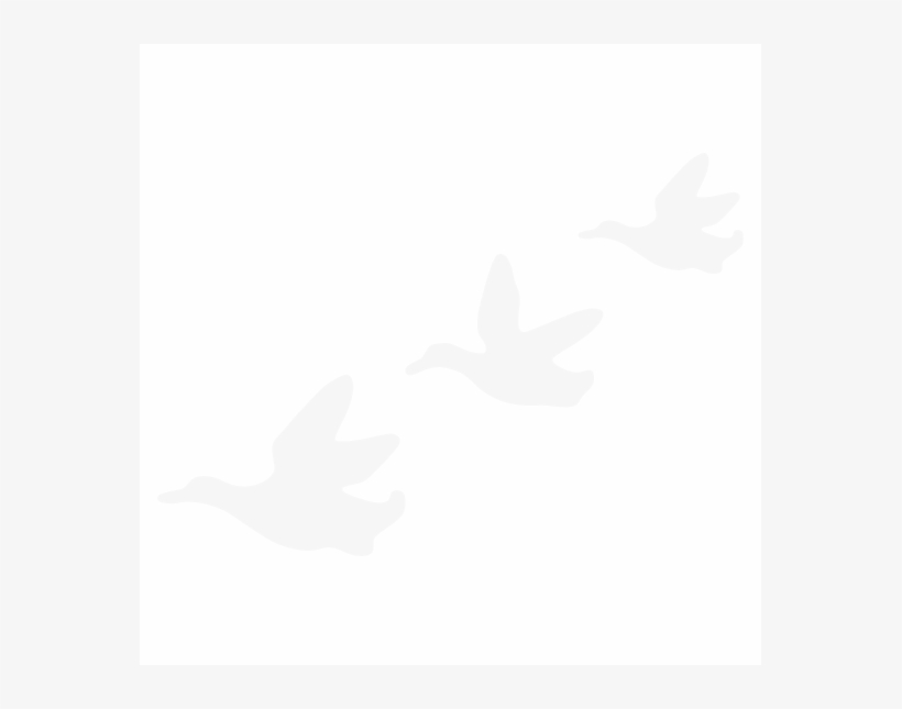 Flying Ducks On Wall Uk, transparent png