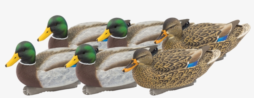 Final Approach Livecraft Floating Mallard Decoys - Mallard, transparent png