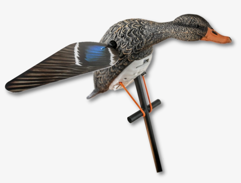 Lucky Hd Hen Mallard Spinner - Mallard, transparent png