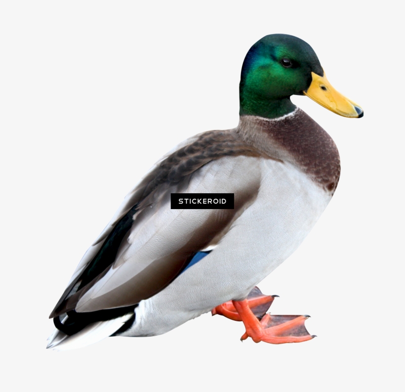 Duck - Portable Network Graphics, transparent png