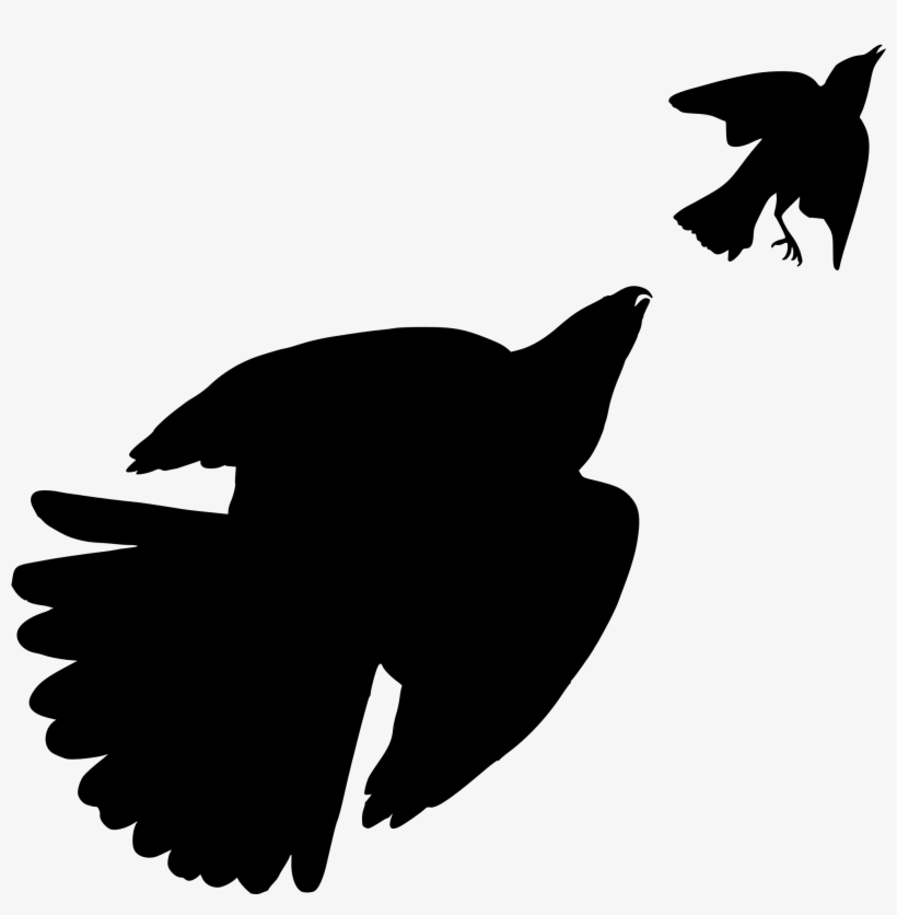 File36 Stanley Hawk Hunting A Songbird - Cooper's Hawk, transparent png