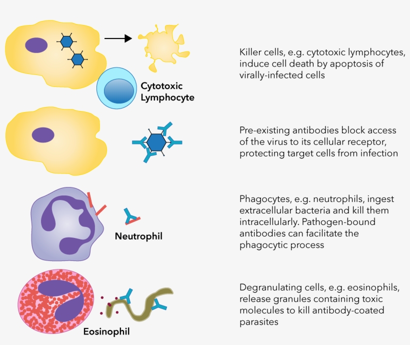 Different Killing Strategies Are In Place For Fighting - Portable Network Graphics, transparent png