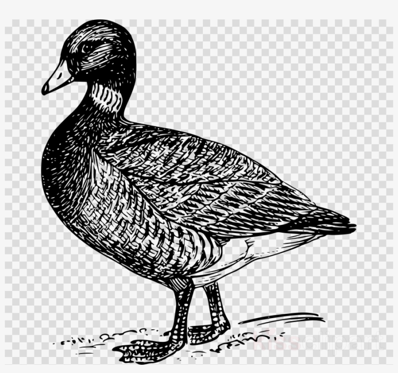 Brant Bird Drawing Clipart Mallard Goose Duck - Goose Png Drawing, transparent png