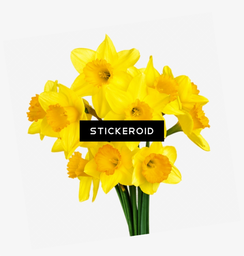 daffodil bunch bunch of daffodils 1015x1016 png download pngkit daffodil bunch bunch of daffodils