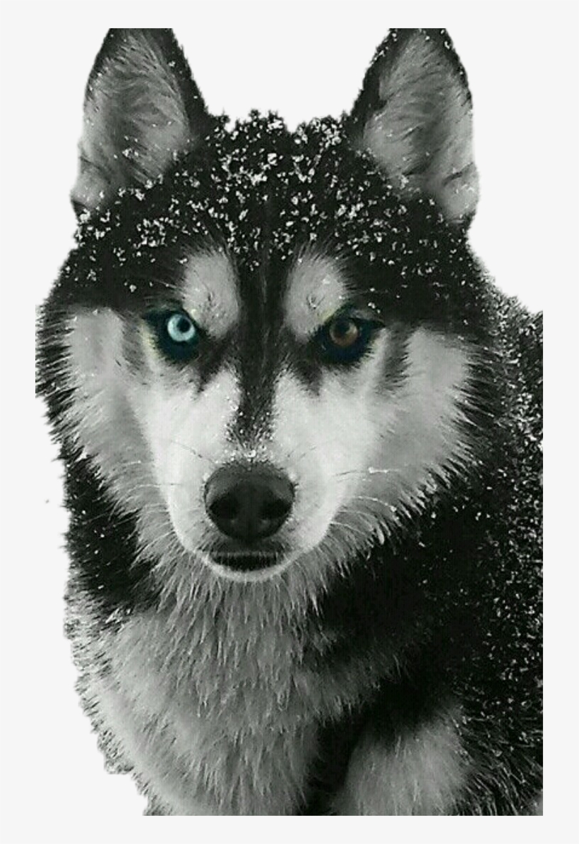 Jpg Library Library Check Out The Sticker I Made With - Siberian Husky, transparent png