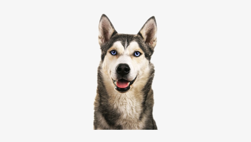 Husky Appearance - Imagine This Wood Breed Decorative Mortgage Sign Husky, transparent png