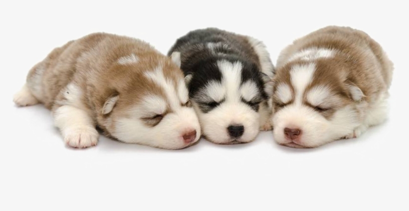 Husky Png Background - Siberian Husky Puppy Png, transparent png