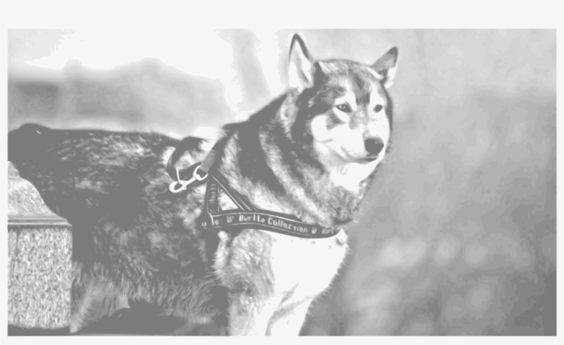 Siberian Husky Alaskan Malamute Sakhalin Husky Seppala - Siberian Husky, transparent png