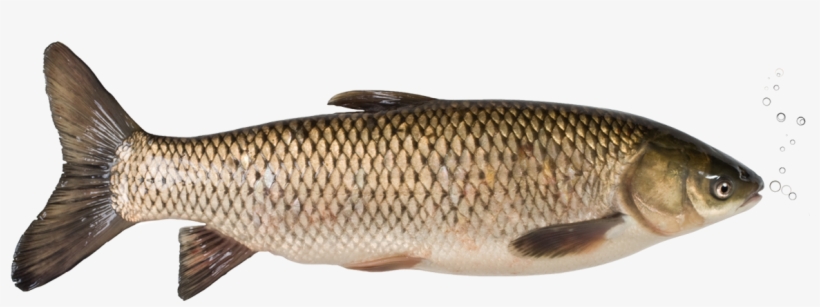 Grass Carp Promotion - Grass Carp Png, transparent png