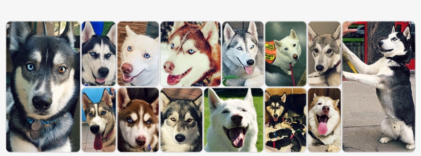 Adopt A Husky Minnesota - Miniature Siberian Husky, transparent png