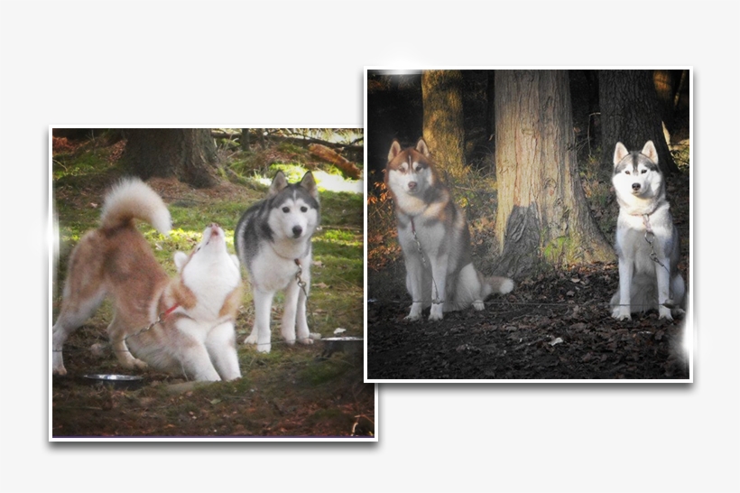 History Siberian Husky History Siberian Husky - Siberian Husky, transparent png