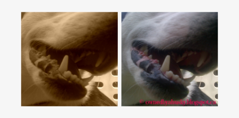 You Don't Want Chompers Like These Biting Down On Your - Fang, transparent png